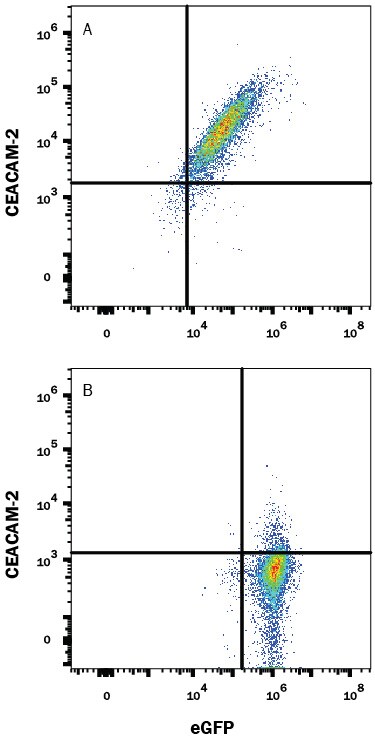 Detection of CEACAM-2 antibody in HEK293 Human Cell Line Transfected with Mouse CEACAM-2 and eGFP antibody by Flow Cytometry.