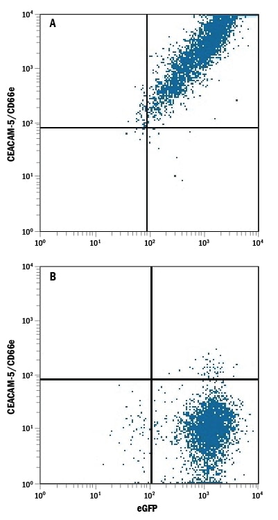 Detection of CEACAM-5/CD66e antibody in HEK293 Human Cell Line Transfected with Human CEACAM-5/CD66e and eGFP antibody by Flow Cytometry.