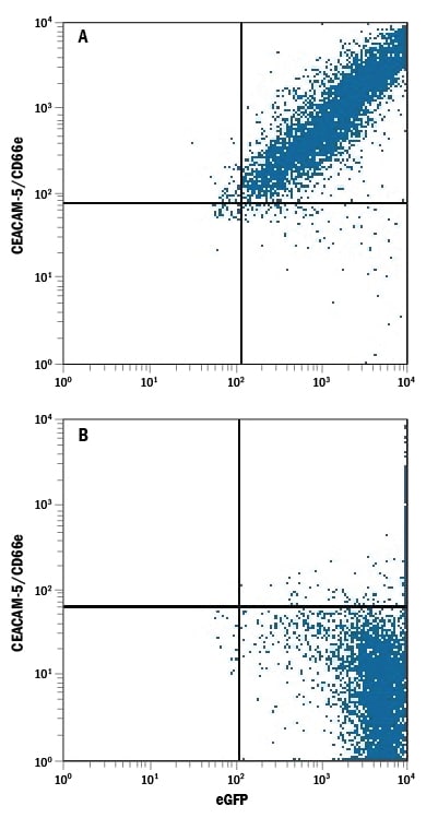 Detection of CEACAM‑5/CD66e antibody in HEK293 Human Cell Line Transfected with Human CEACAM-5/CD66e and eGFP antibody by Flow Cytometry.