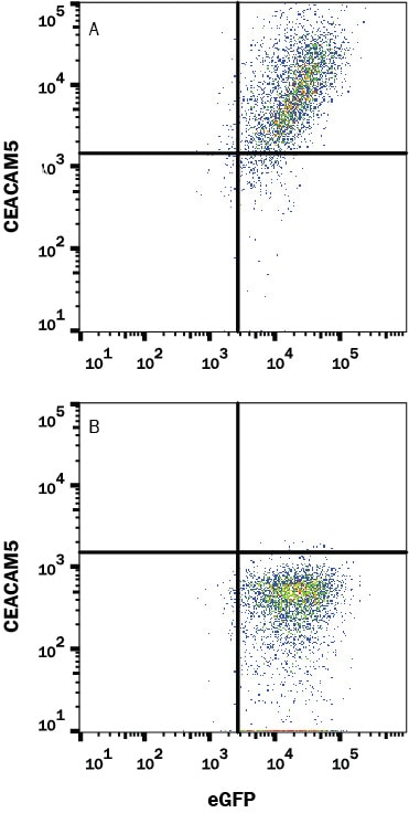 Detection of CEACAM-5/CD66e antibody in HEK293 Human Cell Line Transfected with Human CEACAM-5/CD66e and eGFP antibody by Flow Cytometry. 