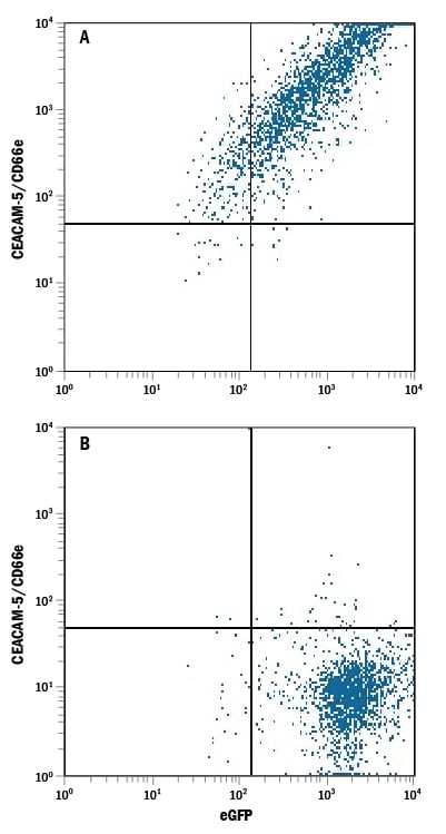 Detection of CEACAM-5/CD66e antibody in HEK293 Human Cell Line Transfected with Human CEACAM-5/CD66e and eGFP antibody by Flow Cytometry.