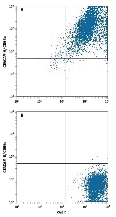 Detection of CEACAM‑6/CD66c antibody in HEK293 Human Cell Line Transfected with Human CEACAM-6/CD66c and eGFP antibody by Flow Cytometry.