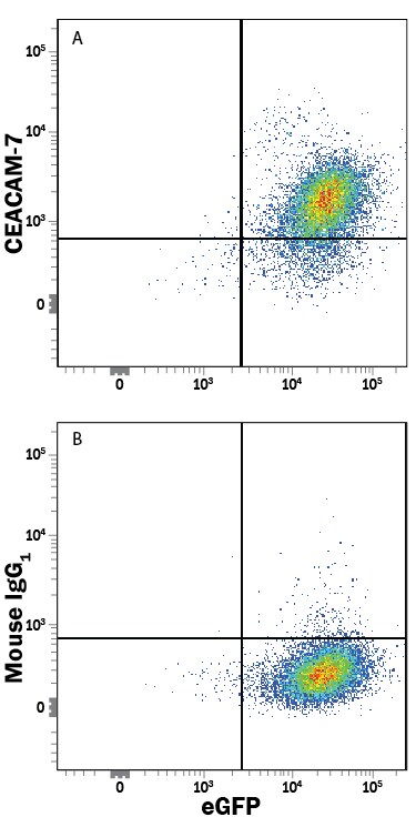 Detection of CEACAM-7 antibody in HEK293 Human Cell Line Transfected with Human CEACAM-7 and eGFP antibody by Flow Cytometry.