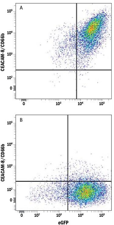 Detection of CEACAM‑8/CD66b antibody in HEK293 Human Cell Line Transfected with Human CEACAM-8/CD66b and eGFP antibody by Flow Cytometry.