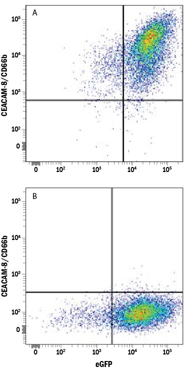 Detection of CEACAM‑8/CD66b antibody in HEK293 Human Cell Line Transfected with Human CEACAM-8/CD66b and eGFP antibody by Flow Cytometry.