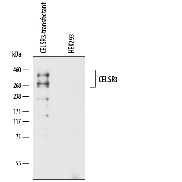 Detection of Human CELSR3 antibody by Western Blot.