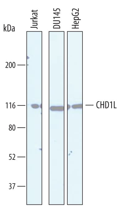 Detection of Human CHD1L antibody by Western Blot.