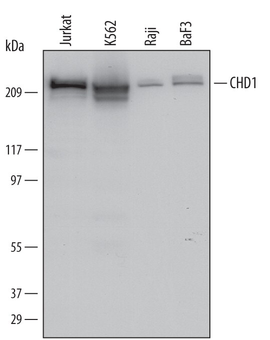 Detection of Human and Mouse CHD1 antibody by Western Blot.