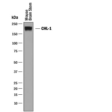 Detection of Mouse CHL-1/L1CAM-2 antibody by Western Blot.