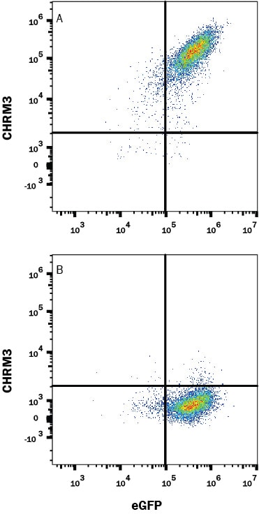 Detection of CHRM3 antibody in HEK293 Human Cell Line Transfected with Human CHRM3 and eGFP antibody by Flow Cytometry.
