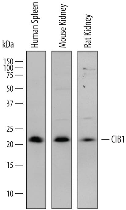 Detection of Human, Mouse, and Rat CIB1 antibody by Western Blot.