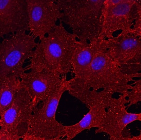 CLEC14A antibody in HUVEC Human Cells by Immunocytochemistry (ICC).