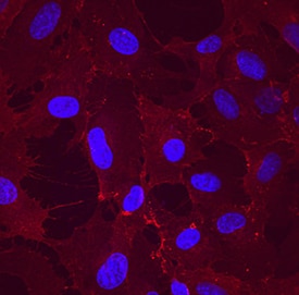 CLEC14A antibody in HUVEC Human Cells by Immunocytochemistry (ICC).