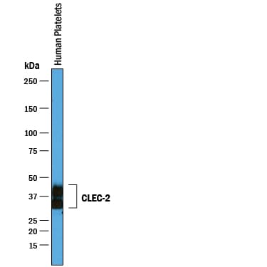 Detection of Human CLEC-2/CLEC1B antibody by Western Blot.