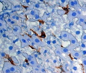 CLEC4F/CLECSF13 antibody in Mouse Liver by Immunohistochemistry (IHC-Fr).