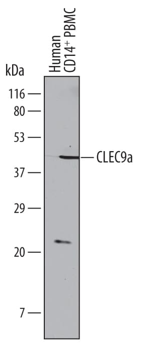 Detection of Human CLEC9a antibody by Western Blot.