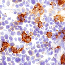 CLEC9a antibody in Mouse Spleen by Immunohistochemistry (IHC-Fr).
