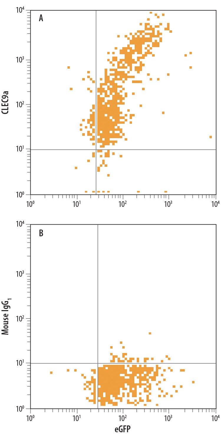 Detection of CLEC9a antibody in HEK293 Human Cell Line Transfected with Human CLEC9a and eGFP antibody by Flow Cytometry.