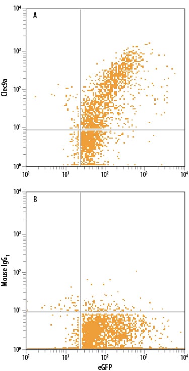 Detection of CLEC9a antibody in HEK293 Human Cell Line Transfected with Human Clec9a and eGFP antibody by Flow Cytometry.