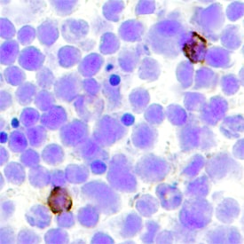 CLEC9a antibody in Mouse Spleen by Immunohistochemistry (IHC-Fr).