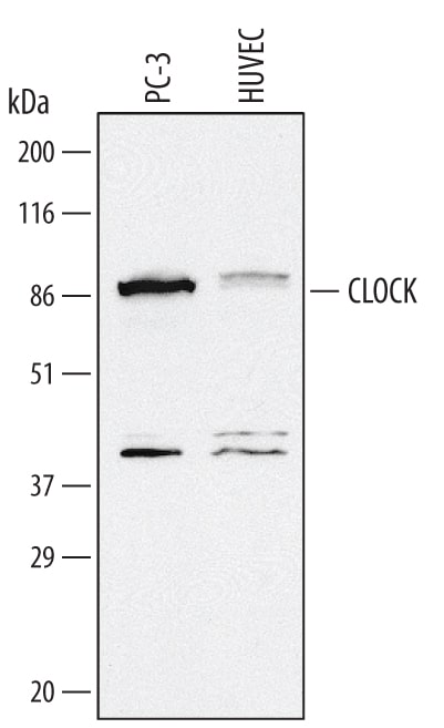 Detection of Human CLOCK antibody by Western Blot.