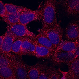 CLP24 antibody in NTera-2 Human Cell Line by Immunocytochemistry (ICC).