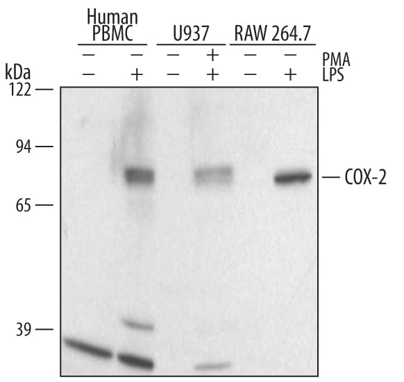 Detection of Human and Mouse COX‑2 antibody by Western Blot.