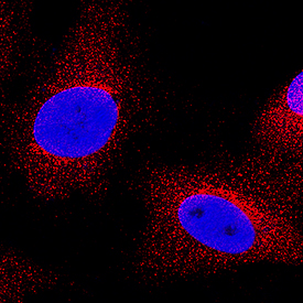 COX-2 antibody in A549 Human Cell Line by Immunocytochemistry (ICC).