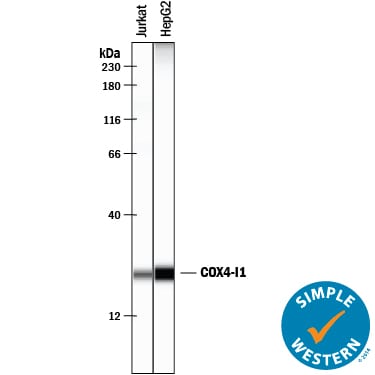Detection of Human COX4‑I1 antibody by Simple WesternTM.