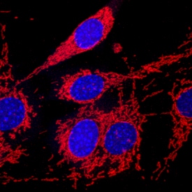 COX4 antibody in NIH-3T3 Mouse Cell Line by Immunocytochemistry (ICC).