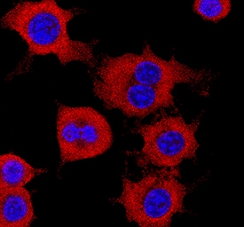 CRBN antibody in RAW 264 by Immunocytochemistry (ICC).7 Mouse Cell Line by Immunocytochemistry (ICC).