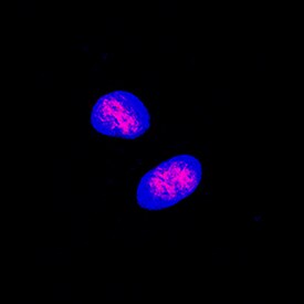 CREB antibody in MCF-7 Human Cell Line by Immunocytochemistry (ICC).