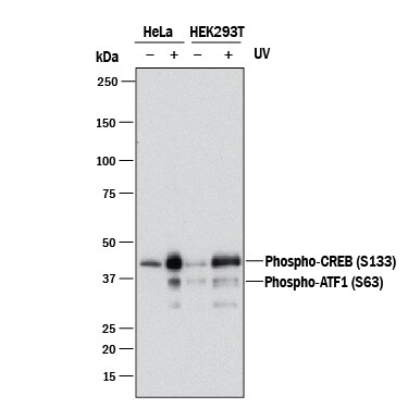 Detection of Human Phospho-CREB (S133) antibody by Western Blot.