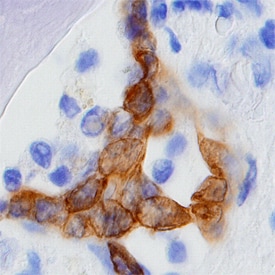 CRISP‑3 antibody in Human Prostate by Immunohistochemistry (IHC-P).