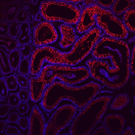 CRISP-1 antibody in Mouse Epididymis by Immunohistochemistry (IHC-Fr).