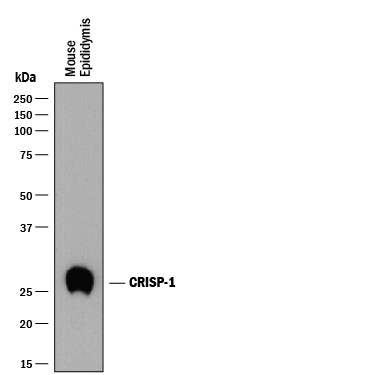 Detection of Mouse CRISP‑1 antibody by Western Blot.