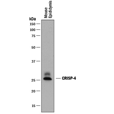 Detection of Mouse CRISP‑4 antibody by Western Blot.