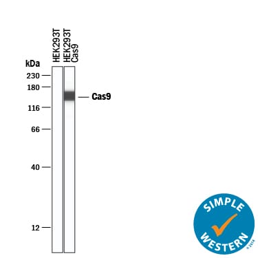 Detection of Human CRISPR-Cas9 antibody by Simple WesternTM.