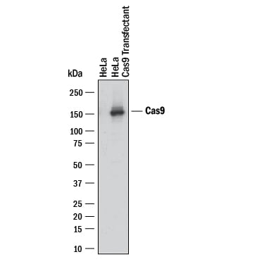 Detection of CRISPR-Cas9 antibody by Western Blot.