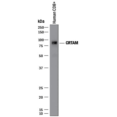 Detection of Human CRTAM antibody by Western Blot.