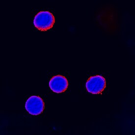 CTLA-4 antibody in Human Peripheral Blood Mononuclear Cells by Immunocytochemistry (ICC).
