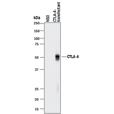 Detection of Human CTLA-4 antibody by Western Blot.