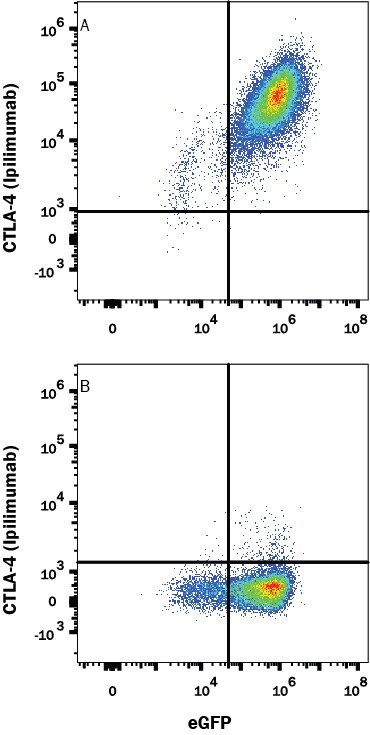 Detection of CTLA-4 antibody in HEK293 Human cell line Transfected with Human CTLA-4 and eGFP antibody by Flow Cytometry.
