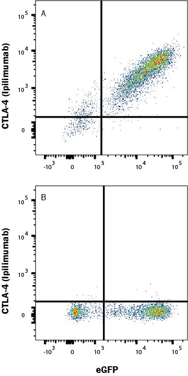 Detection of CTLA-4 antibody in HEK293 Human cell line Transfected with Human CTLA-4 and eGFP antibody by Flow Cytometry.