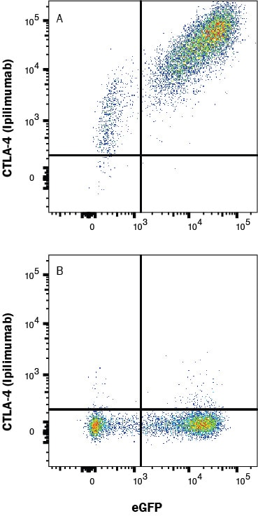 Detection of CTLA-4 antibody in HEK293 Human cell line Transfected with Human CTLA-4 and eGFP antibody by Flow Cytometry.