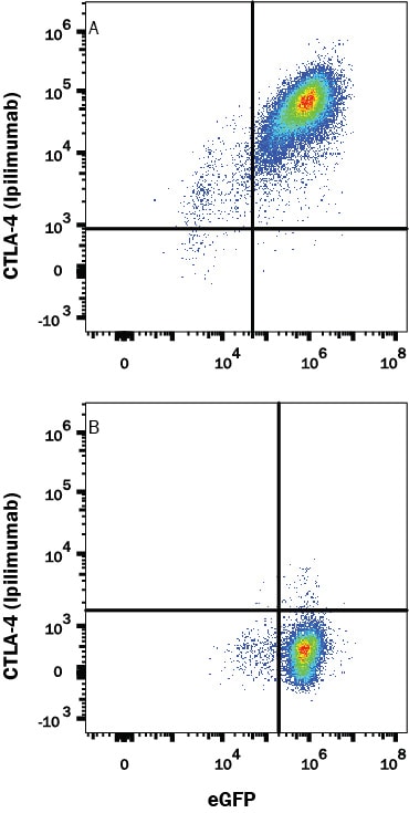 Detection of CTLA-4 antibody in HEK293 Human cell line Transfected with Human CTLA-4 and eGFP antibody by Flow Cytometry