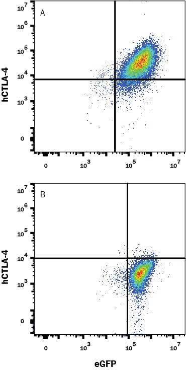Detection of CTLA-4 antibody in NS0 Mouse Cell Line Transfected with Human CTLA-4 and eGFP antibody by Flow Cytometry.