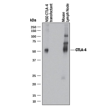Detection of Human and Mouse CTLA-4 antibody by Western Blot.