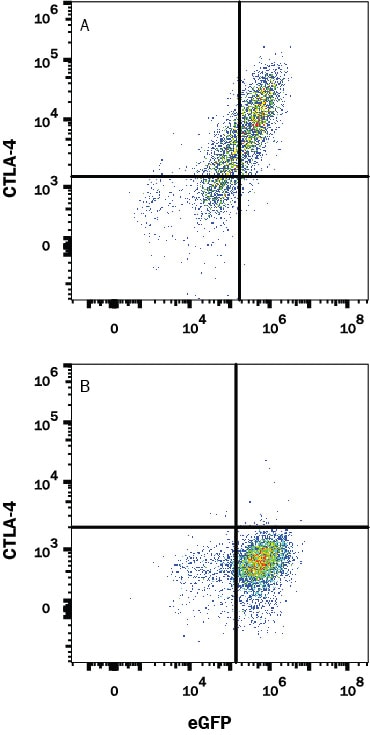 Detection of CTLA-4 antibody in HEK293 Human cell line Transfected with Human CTLA-4 and eGFP antibody by Flow Cytometry.