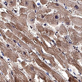 CTRP1/C1qTNF1 antibody in Human Heart by Immunohistochemistry (IHC-P).